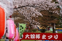 大館桜祭り