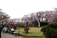 公園内桜
